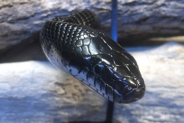 Nằm mơ thấy rắn đen có thể là điềm báo xấu