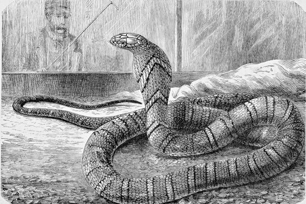 Nằm mơ thấy rắn mang bành cắm vô tay thông thường được xem là điềm báo xấu