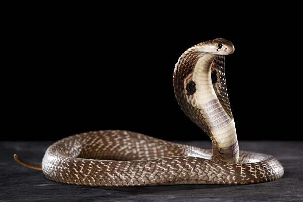 Nằm mơ thấy rắn mang bành cắm sở hữu điềm gì không giống không?