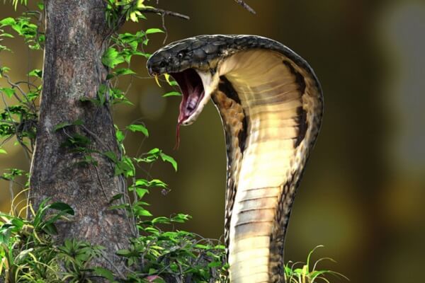 Mơ thấy rắn hổ mang đen có điềm gì?