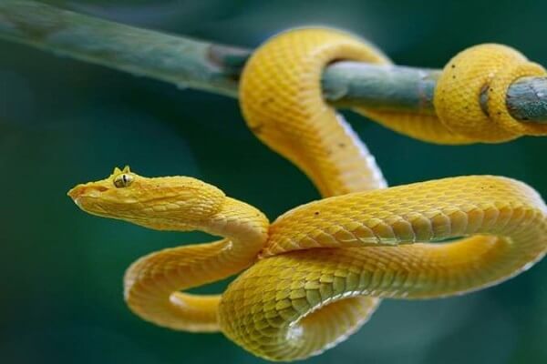 Nằm mơ thấy rắn vàng là điềm gì, hên hay xui?